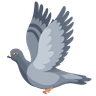 Pigeon biset — Envol Solidaire 67